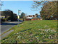 Daisies round the bus stop, Stibb Green