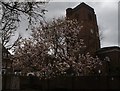 View of a magnolia tree and Chelsea Old Church from Ropers Gardens