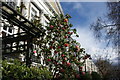 View of roses on Margaretta Terrace