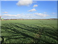 Cereal field near Sedgebrook