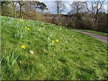 SO8698 : Daffodils at Wightwick Manor by Philip Halling