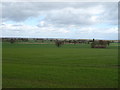 Winter cereal crop, Myddle Hill