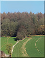 Byway into Haw Wood