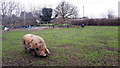 A pig at Piglets Play Centre, Burhill Road, Hersham