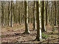 SU2852 : Coldridge Wood, Collingbourne Ducis by Andrew Smith
