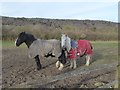 Horses near Trottiscliffe