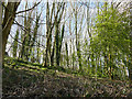 Wooded hillside above Cape Mills