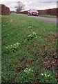 Primroses & The Easthorpe Road