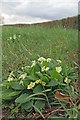 Wild Primroses