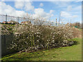 Early spring blossom near Throstle Nest