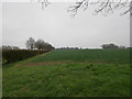 Hedge and headland of arable field