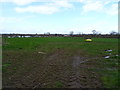 Grazing near Rye Hill Farm