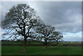 Line of trees near Access School