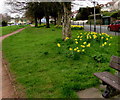 Daffodils in Cowshed Lane Playground, Bassaleg