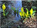 Arum lilies in Whinfell Quarry Gardens