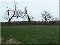 Trees on a field boundary, east of Studdah