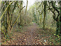 Path, Banstead Heath