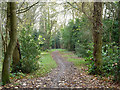 Path, Banstead Heath