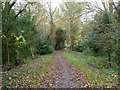 Path, Banstead Heath