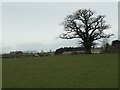 Tree on the south side of West Moor Lane