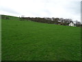 Hillside grazing above Glossop Road (A626)