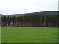 Grazing near Quiet Shepherd Farm