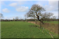 Pasture near Butcher Fold