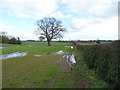 Field and hedgerow, Alkington