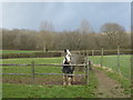 Horse next to a footpath