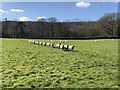 SU9329 : Sheep on the right line by Chris Thomas-Atkin