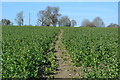 On the path from Station Farm to Suddene Park Farm