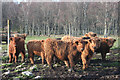 NH9011 : Highland Cattle by Anne Burgess