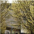 Catkins on Lister Gate