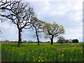 Trees in Rape Field