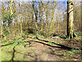 Sherdley Park Woodland