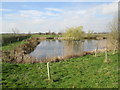 SE8033 : Pond  established  in  a  field  corner by Martin Dawes