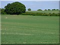 Farmland, Hurstbourne Tarrant