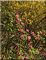 Ribes and Forsythia