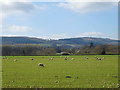 Sheep grazing near Burway Farm