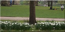 TQ2979 : View of daffodils around a tree in St. James's Park by Robert Lamb