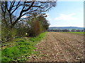 Remains of last year crop beside woodland