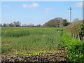 SO4881 : Oilseed rape crop and hedgerow near Culmington by JThomas