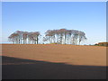 Copse near Fauldiehill