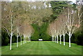 TQ9457 : Avenue of white birch trees, Doddington Place, near Faversham by pam fray