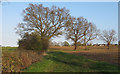 Footpath on Field Boundary, Hall Lane, Shenfield