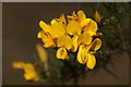 Gorse (Ulex europaea) flowers, Ullapool 