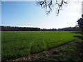 Winter cereal crop with a wood in the background