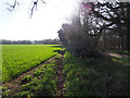 Arable field and hedge