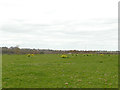 SE2541 : Field with daffodils by Stephen Craven