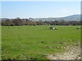 Grazing, Corvedale